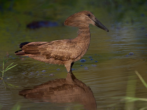 Hamerkop - Scopus umbretta [Explored]