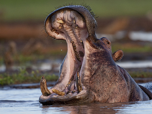 Hippopotamus amphibius Hippopotamus amphibius