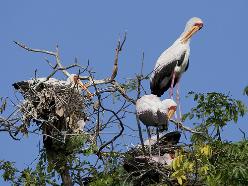 Yellow-billed Stork - Mycteria ibis Yellow-billed Stork - Mycteria ibis