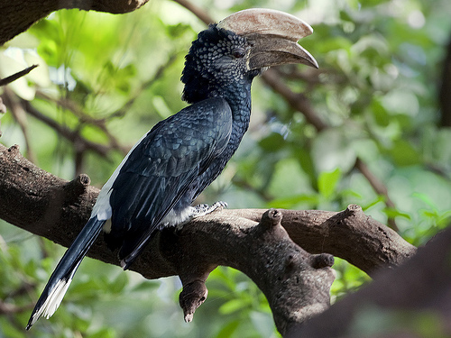 Silvery-cheeked Hornbill - Bycanistes brevis Silvery-cheeked Hornbill - Bycanistes brevis