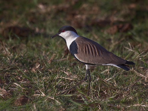 Spur-winged Lapwing - Vanellus spinosus Spur-winged Lapwing - Vanellus spinosus
