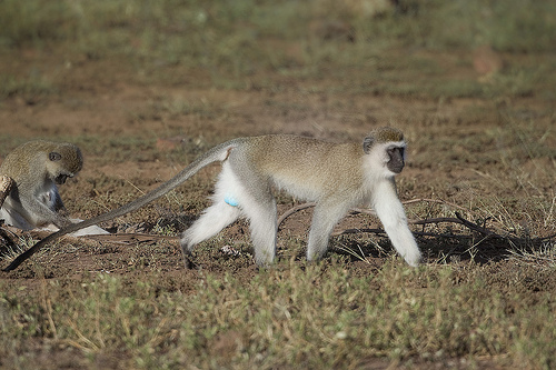 Vervet Monkey Spur-winged Lapwing - Vanellus spinosus