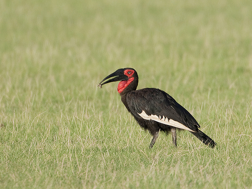 Southern Ground-hornbill / cafer - Bucorvus leadbeateri Southern Ground-hornbill / cafer - Bucorvus leadbeateri