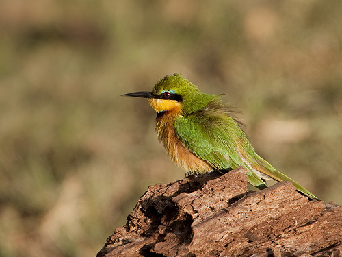 Little Bee-eater - Merops pusillus Little Bee-eater - Merops pusillus