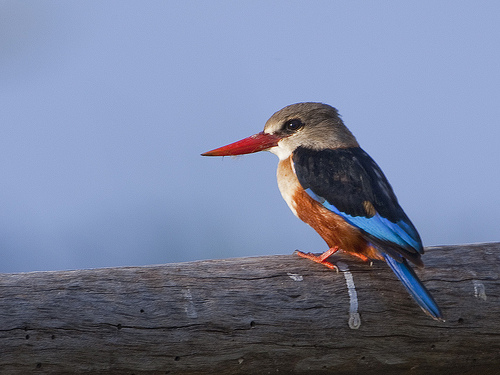 Grey-headed Kingfisher - Halcyon leucocephala Grey-headed Kingfisher - Halcyon leucocephala