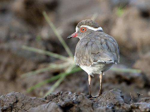 Three-banded Sandplover - Charadrius tricollaris Three-banded Sandplover - Charadrius tricollaris