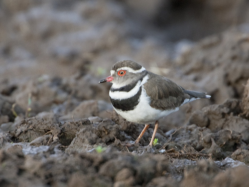 Three-banded Sandplover - Charadrius tricollaris Three-banded Sandplover - Charadrius tricollaris