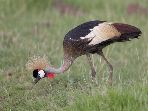 Grey Crowned Crane - Balearica regulorum Grey Crowned Crane - Balearica regulorum