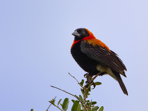 Black-winged Red Bishop Black-winged Red Bishop