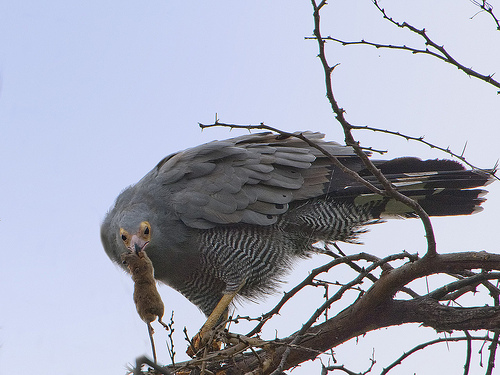 African Harrier Hawk African Harrier Hawk