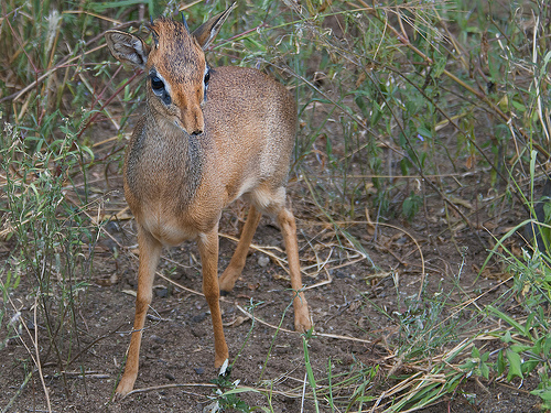 Kirk's Dik-dik - Madoqua kirkii Kirk's Dik-dik - Madoqua kirkii