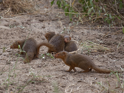 Common Dwarf Mongoose - Helogale parvula Common Dwarf Mongoose - Helogale parvula