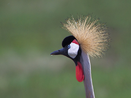 Grey Crowned Crane - Balearica regulorum Grey Crowned Crane - Balearica regulorum
