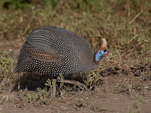 Helmeted Guineafowl - Numida meleagris Helmeted Guineafowl - Numida meleagris