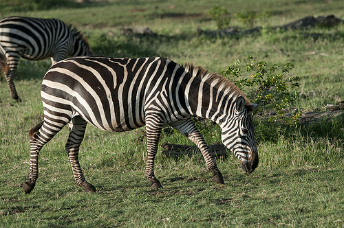 First Zebra shot!! First Zebra shot!!