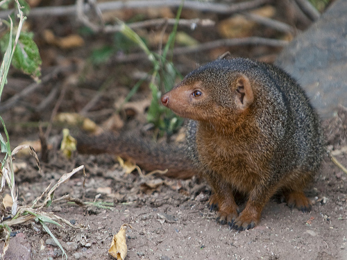 Common Dwarf Mongoose - Helogale parvula Common Dwarf Mongoose - Helogale parvula
