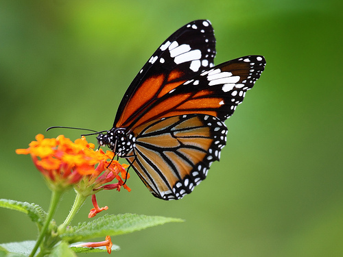 Striped Tiger (Danaus genutia) II