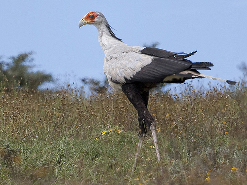 Secretary-bird - Sagittarius serpentarius