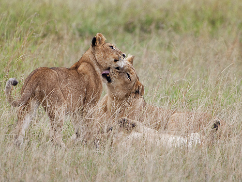 Lion Lessons: Yes my love you did well!!