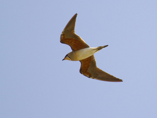 Oriental Pratincole in flight over Makardokda Lake