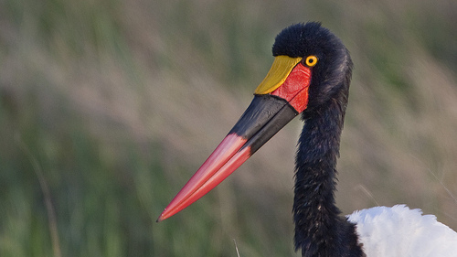 Saddle-billed Stork