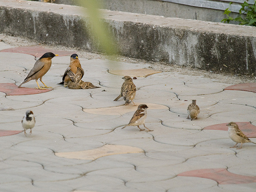 It started with the pair swooping down, there was almost no panic amongst the sparrows