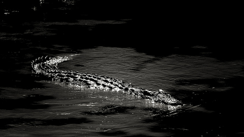 Primordial...