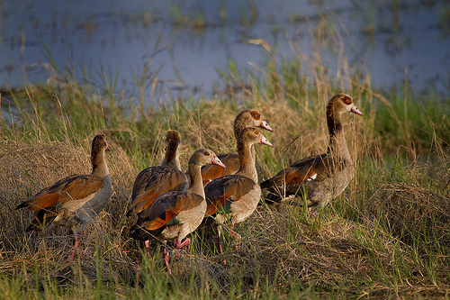 A gaggle of Egyptian Geese