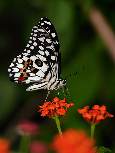 Papilio demoleus
