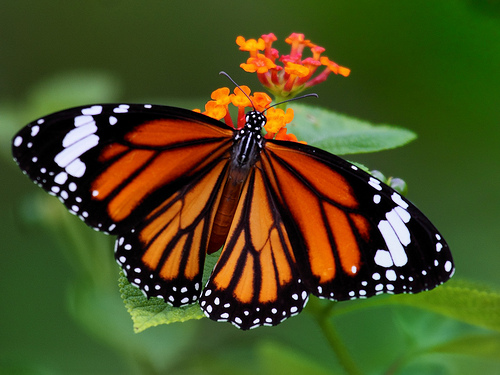 Striped Tiger (Danaus genutia)