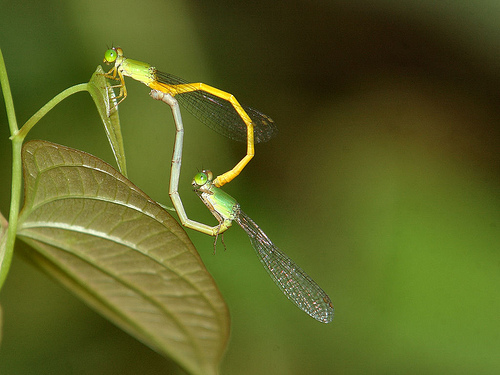Damsels in love ;-)