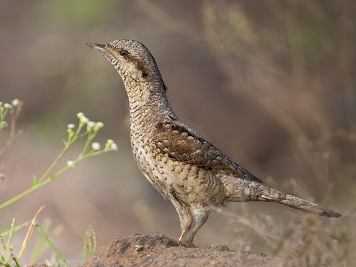 A woodpecker unlike any other - Eurasian Wryneck