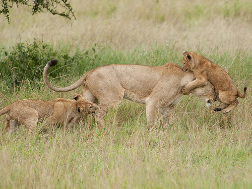 Lion Lessons: A combo attack is better Lion Lessons: A combo attack is better