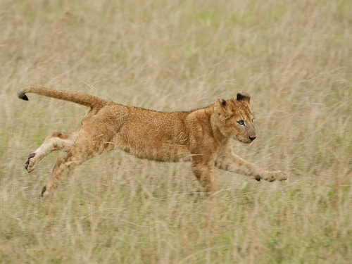 Lion Lessons: In the follow thru Lion Lessons: In the follow thru
