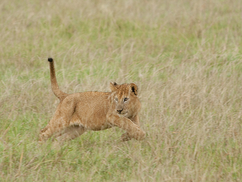 Lion Lessons: Ready to intercept Lion Lessons: Ready to intercept
