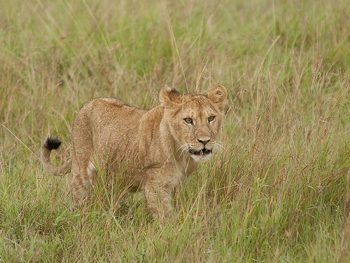 Lion Lessons: Stalking alone Lion Lessons: Stalking alone
