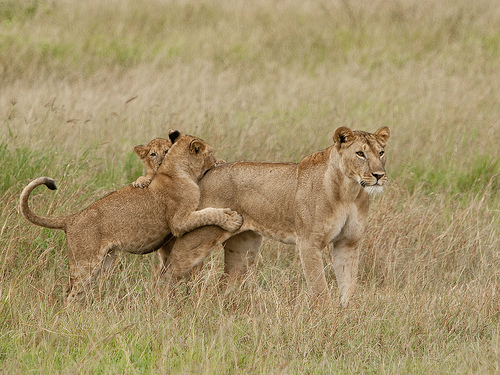 Lion Lessons: Pulling down the rear Lion Lessons: Pulling down the rear