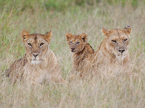 Lion Lessons: The wink. Lion Lessons: The wink.