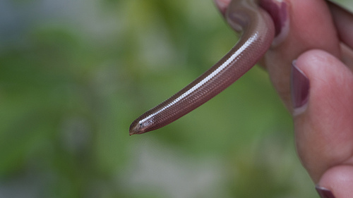 Beaked Blind Snake - Rhinotyphlops acutus