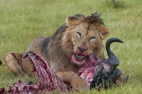 The King eats!