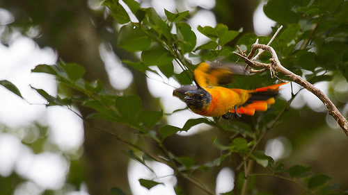 Scarlet Minivet, Pericrocotus flammeus