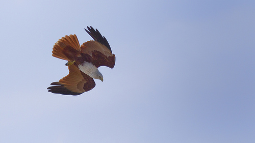 Brahminy Kite in a dive