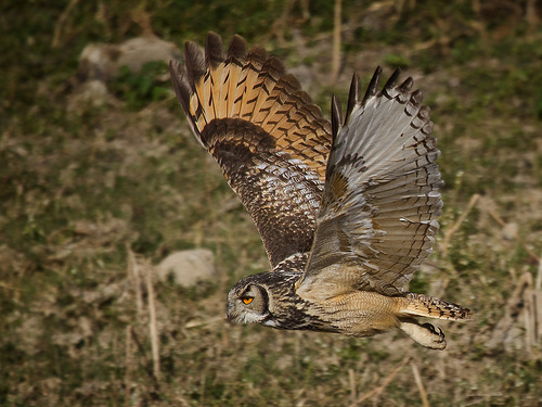 Indian eagle owl - Adult in flight