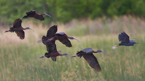 Glossy Ibis in flight