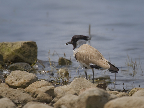 River Lapwing River Lapwing