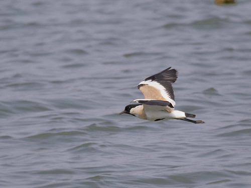 River Lapwing in flight River Lapwing in flight