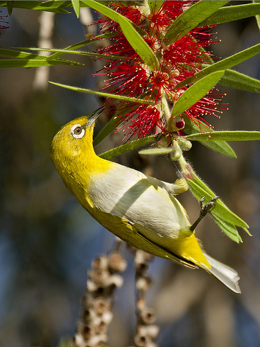 Oriental White-eye foraging on a bottle brush tree
