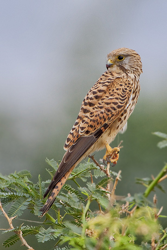 Common Kestrel (Falco tinnunculus)