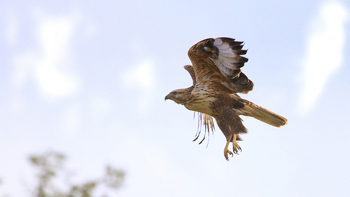 Long-legged Buzzard - Landing