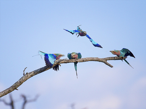 Lilac-breasted Rollers in a courtship display